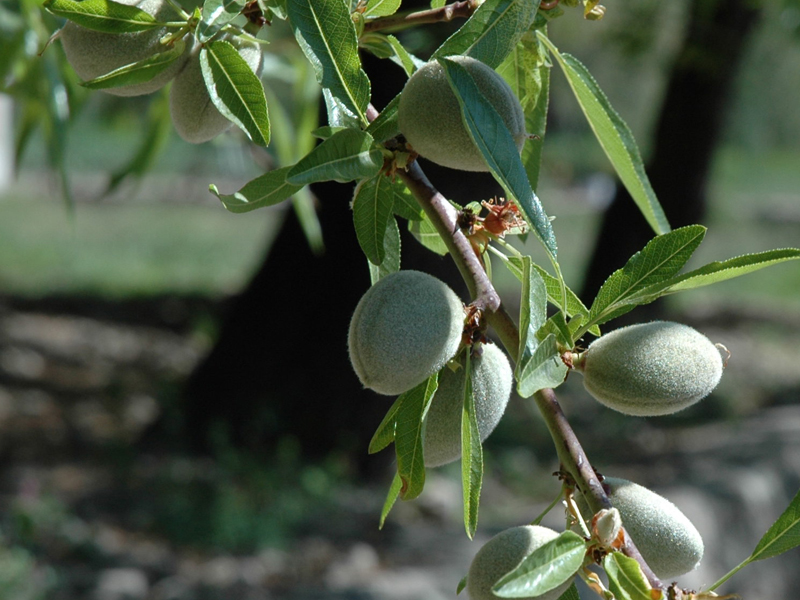 Common almond